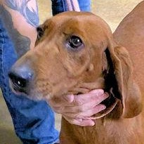 Autumn (TN), adopted, Young Female Redbone Coonhound.