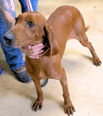 Autumn (TN), an adopted Redbone Coonhound in Knoxville, TN image 5/5