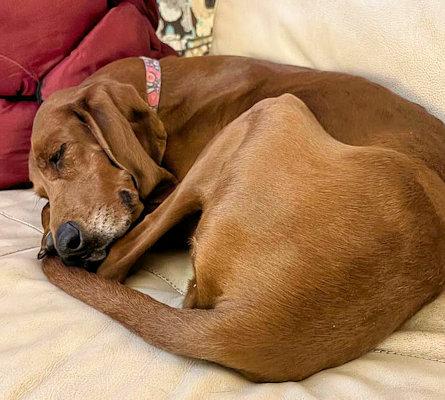 Autumn (TN), an adopted Redbone Coonhound in Knoxville, TN image 3/5
