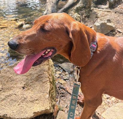 Autumn (TN), an adopted Redbone Coonhound in Knoxville, TN image 4/5