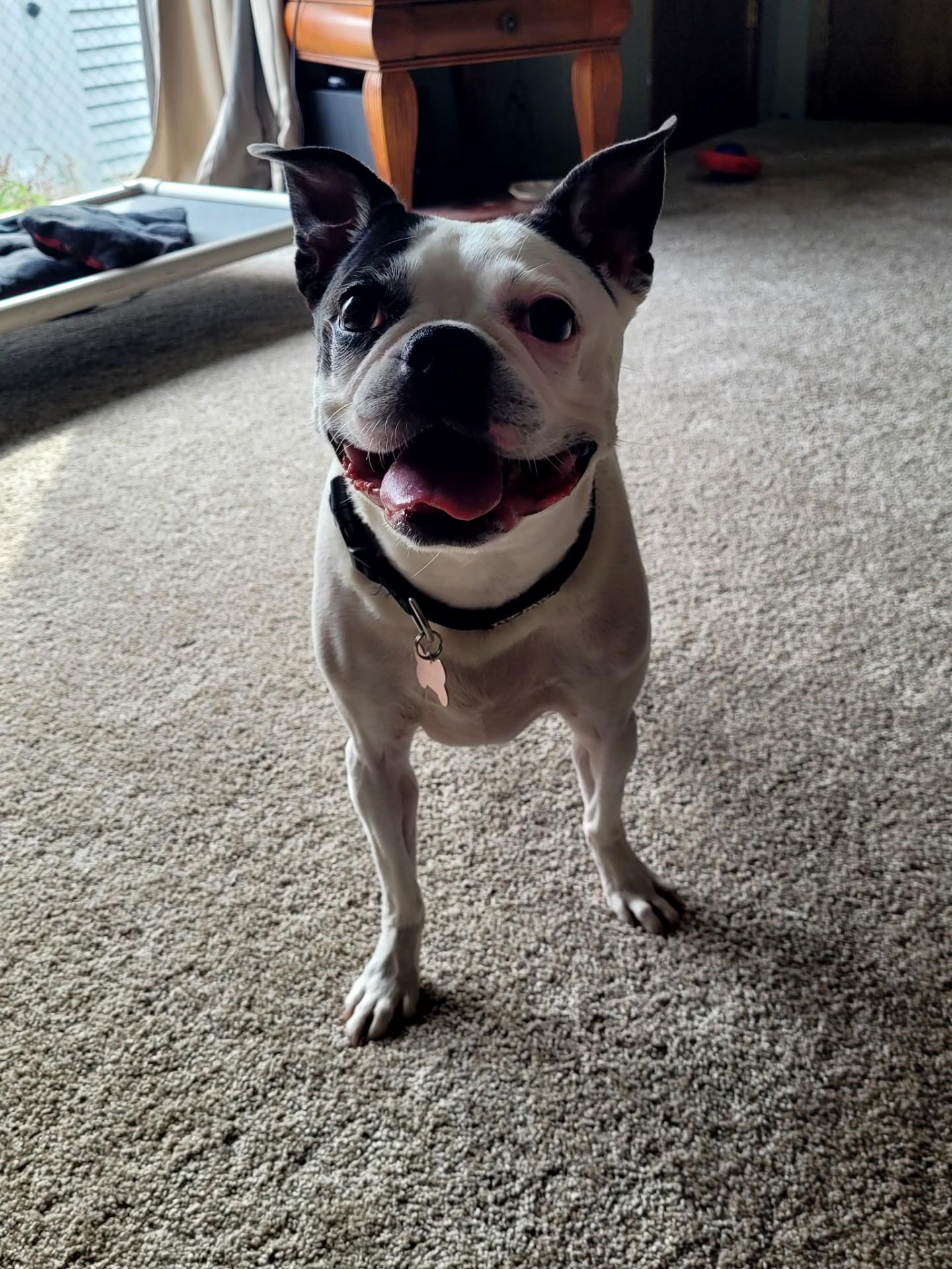 Queenie, Adopted, Adult Female Boston Terrier.