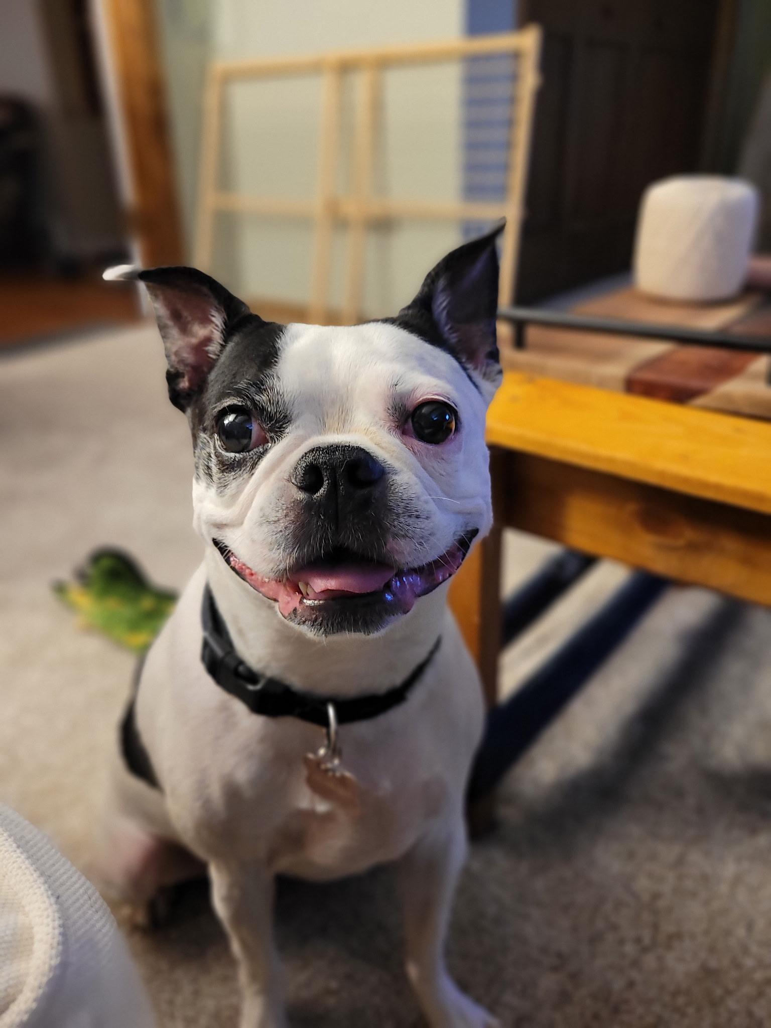 Enlarge Queenie, a Adopted Boston Terrier in Minneapolis, MN image 2/3
