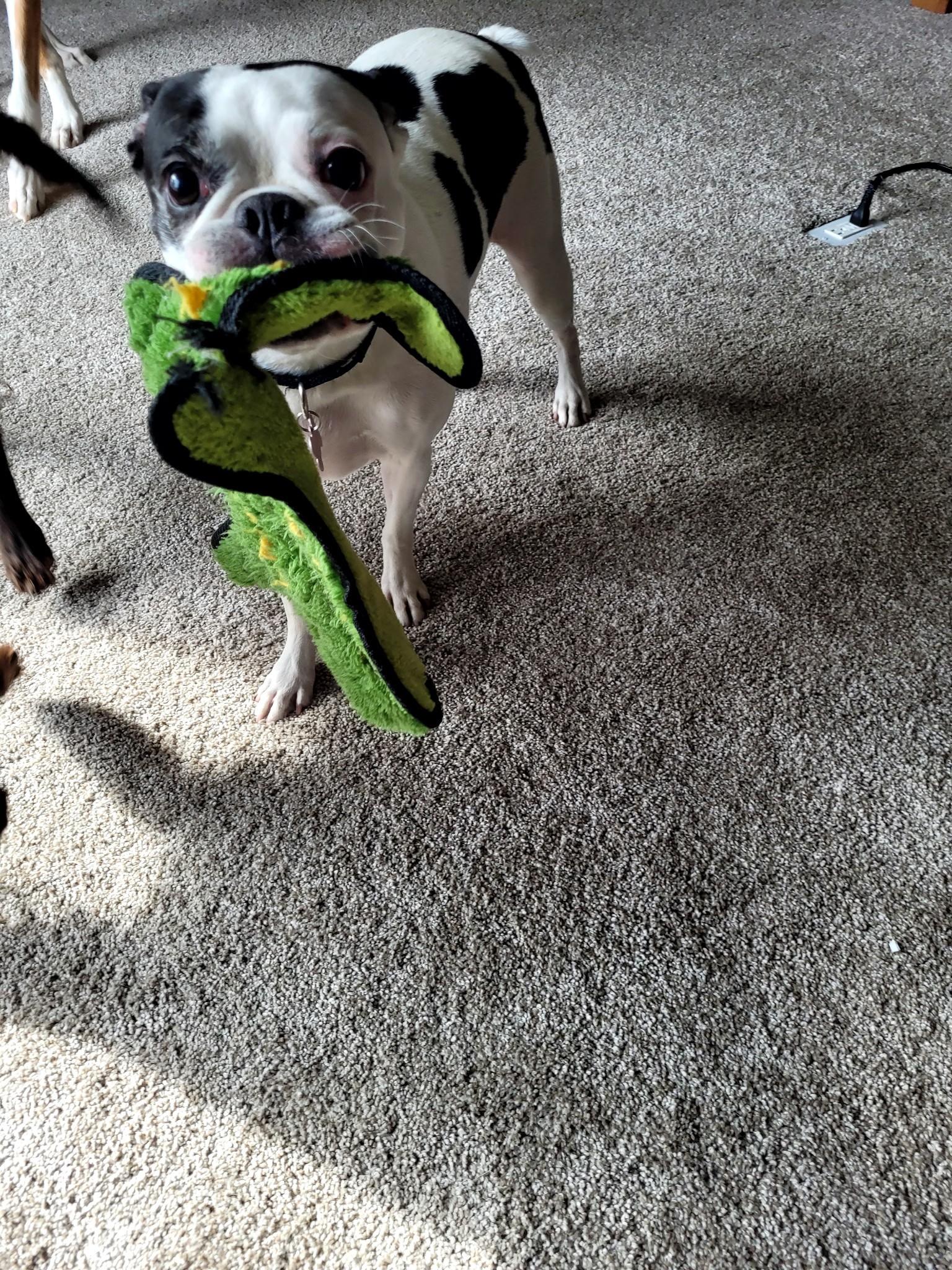 Enlarge Queenie, a Adopted Boston Terrier in Minneapolis, MN image 3/3