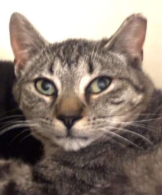 Enlarge QUAIL, a Adoptable Domestic Short Hair in Dedham, MA image 1/1