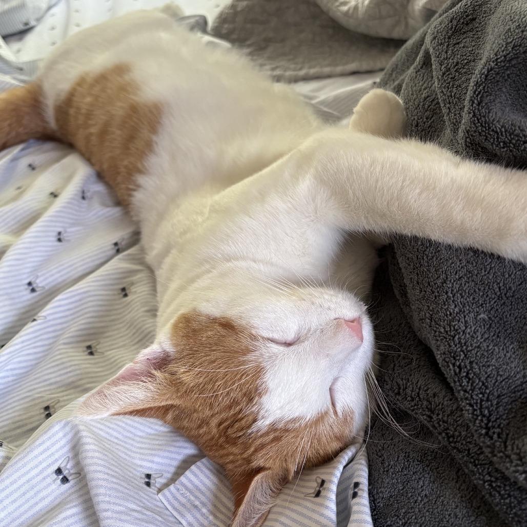 Enlarge Noor C70092, a Adoptable American Shorthair in Minnetonka, MN image 1/6