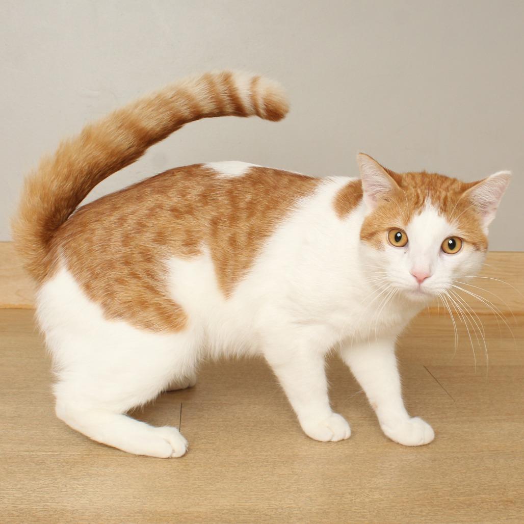 Enlarge Noor C70092, a Adoptable American Shorthair in Minnetonka, MN image 2/6