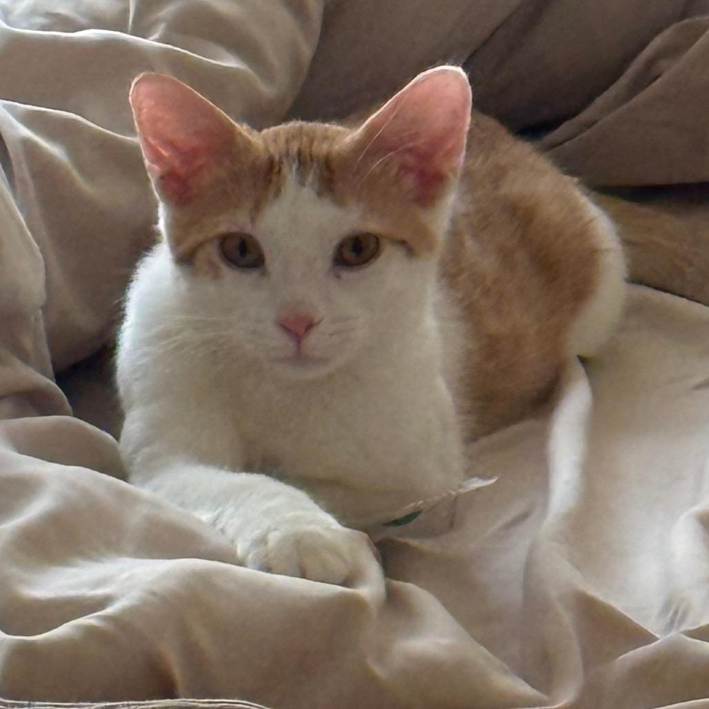 Enlarge Noor C70092, a Adoptable American Shorthair in Minnetonka, MN image 3/6
