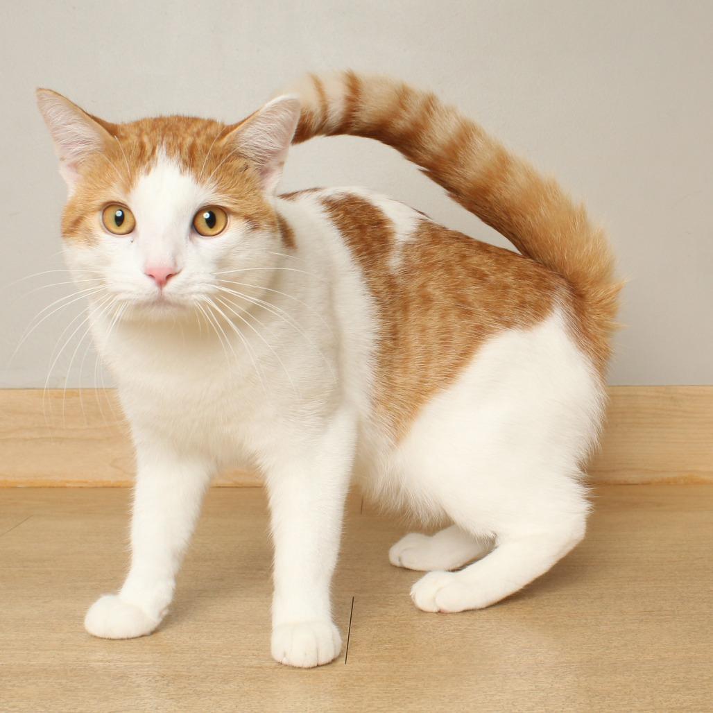 Enlarge Noor C70092, a Adoptable American Shorthair in Minnetonka, MN image 4/6