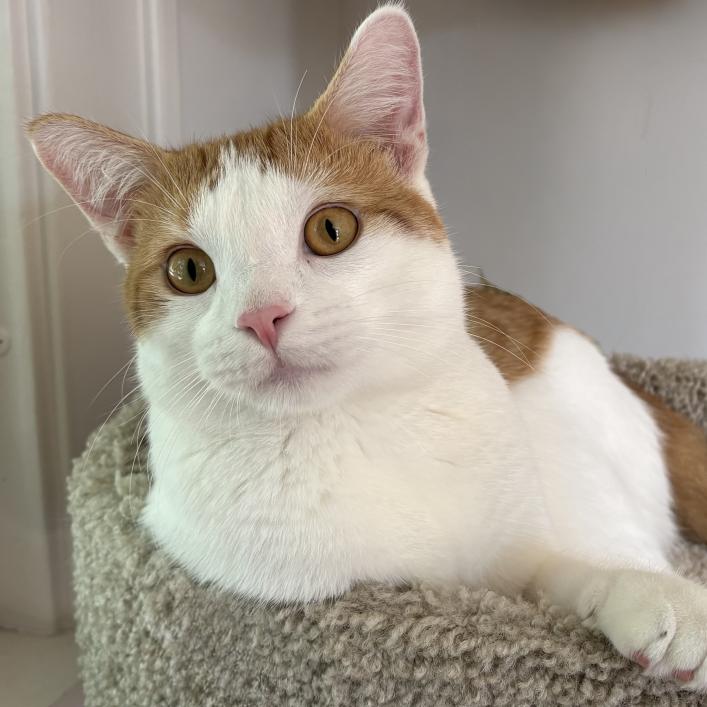 Enlarge Noor C70092, a Adoptable American Shorthair in Minnetonka, MN image 6/6