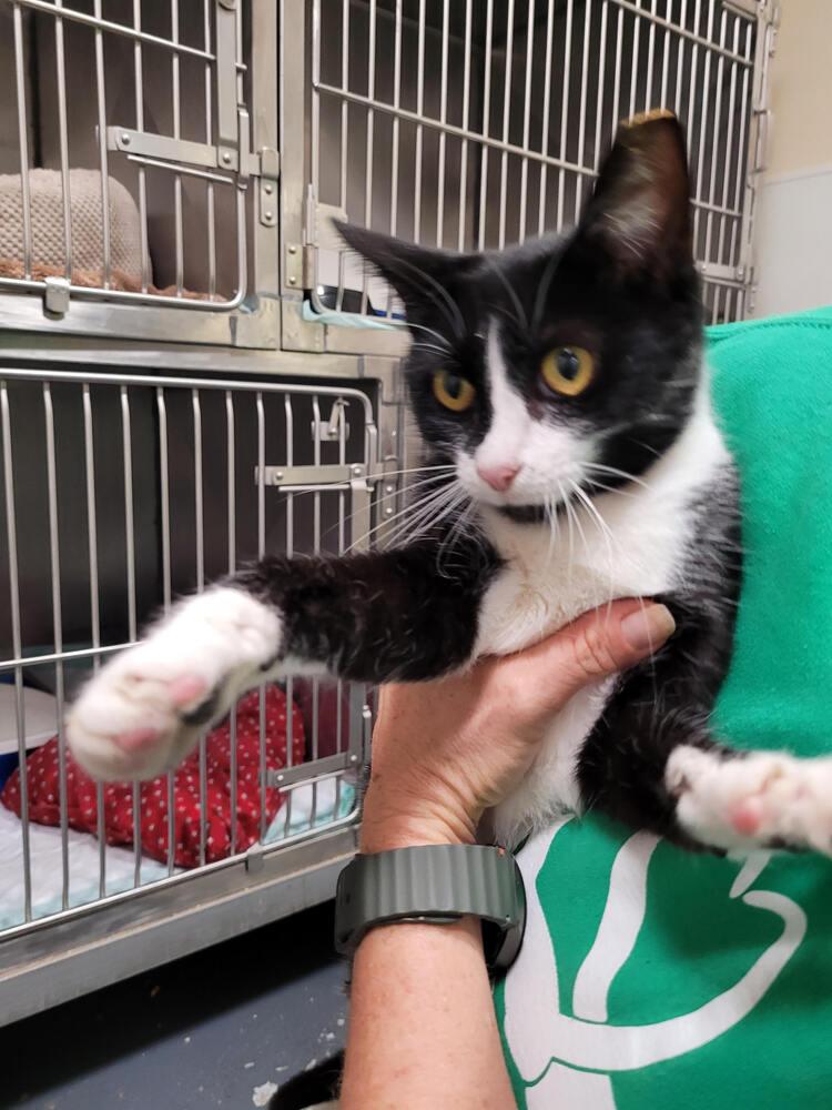 Blanche, Adoptable, Adult Female Domestic Short Hair.