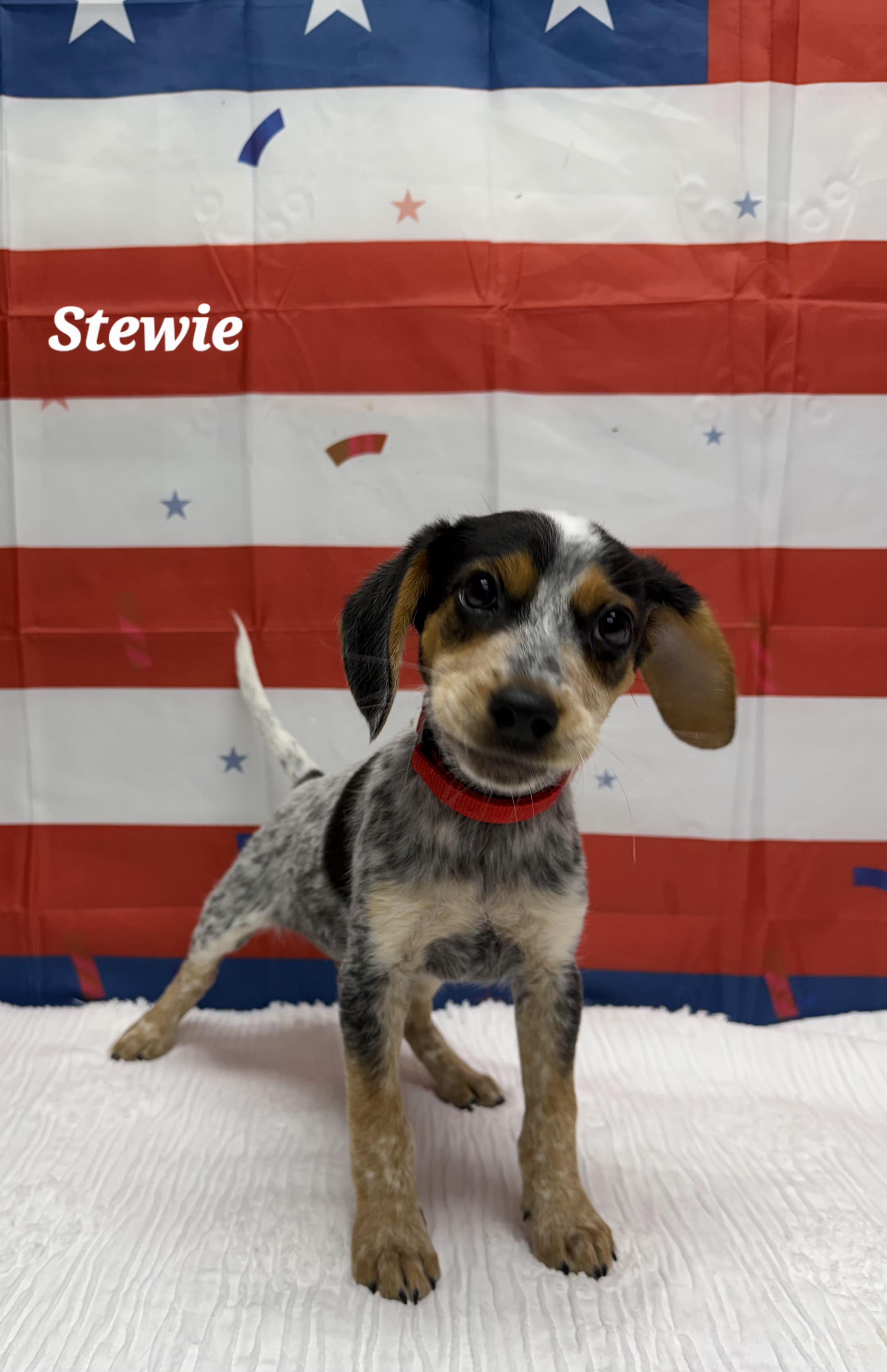 Stewie, ADOPTABLE, Puppy Male Beagle.