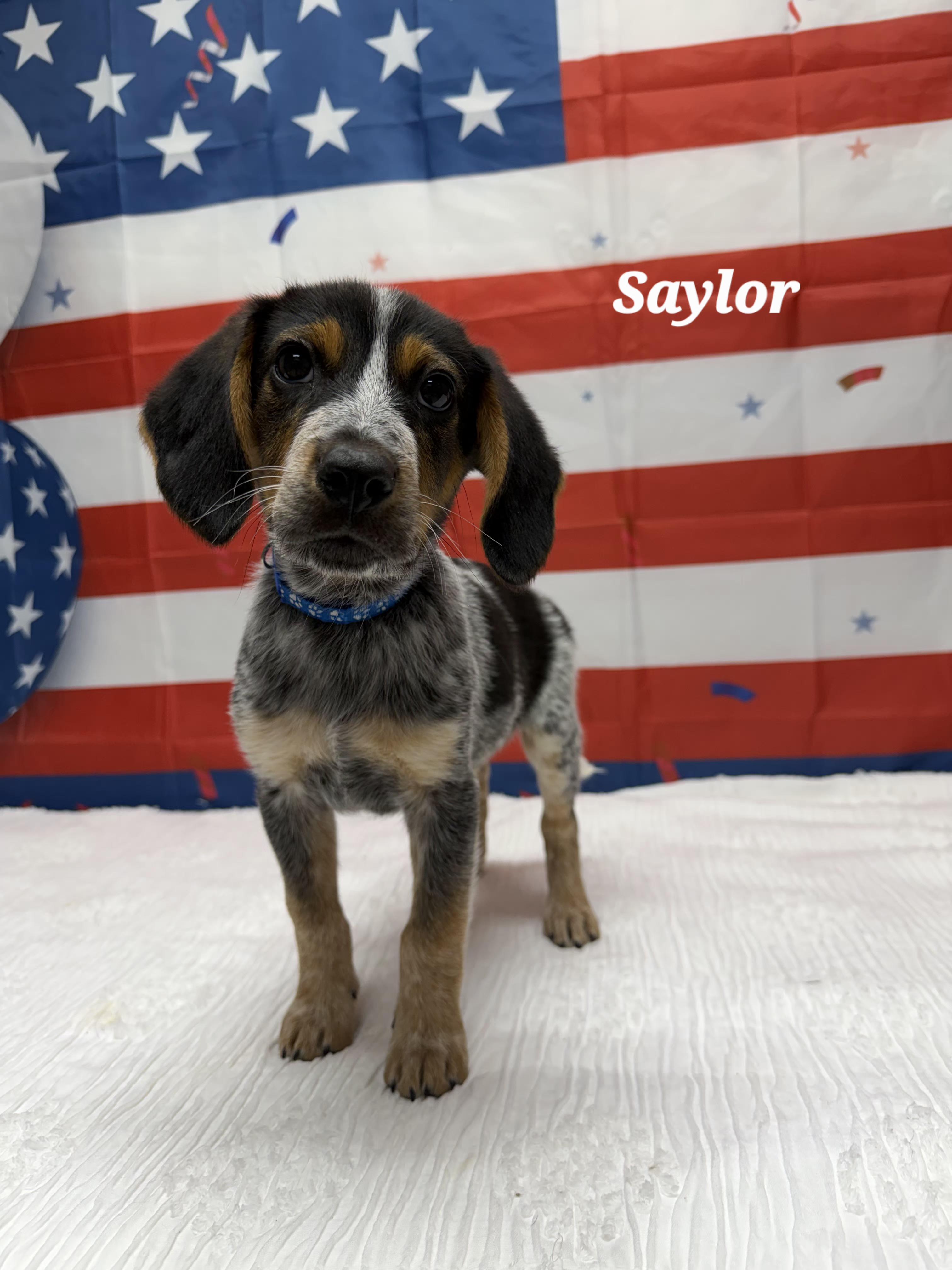 Enlarge Stewie, a ADOPTABLE Beagle in Urbana, OH image 2/3