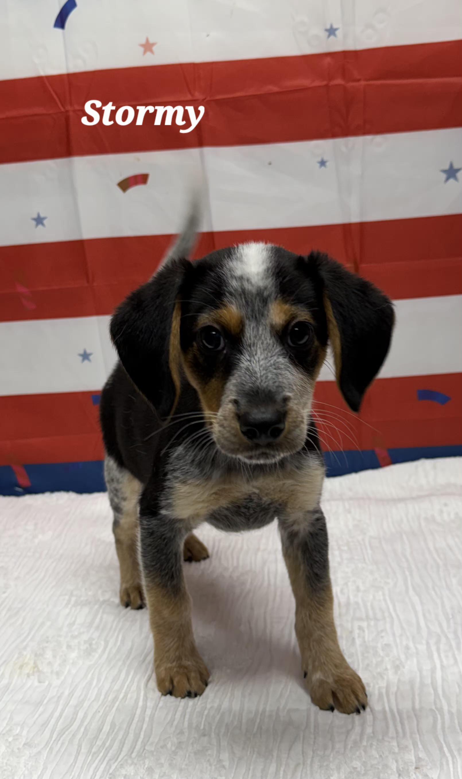 Enlarge Stewie, a ADOPTABLE Beagle in Urbana, OH image 3/3