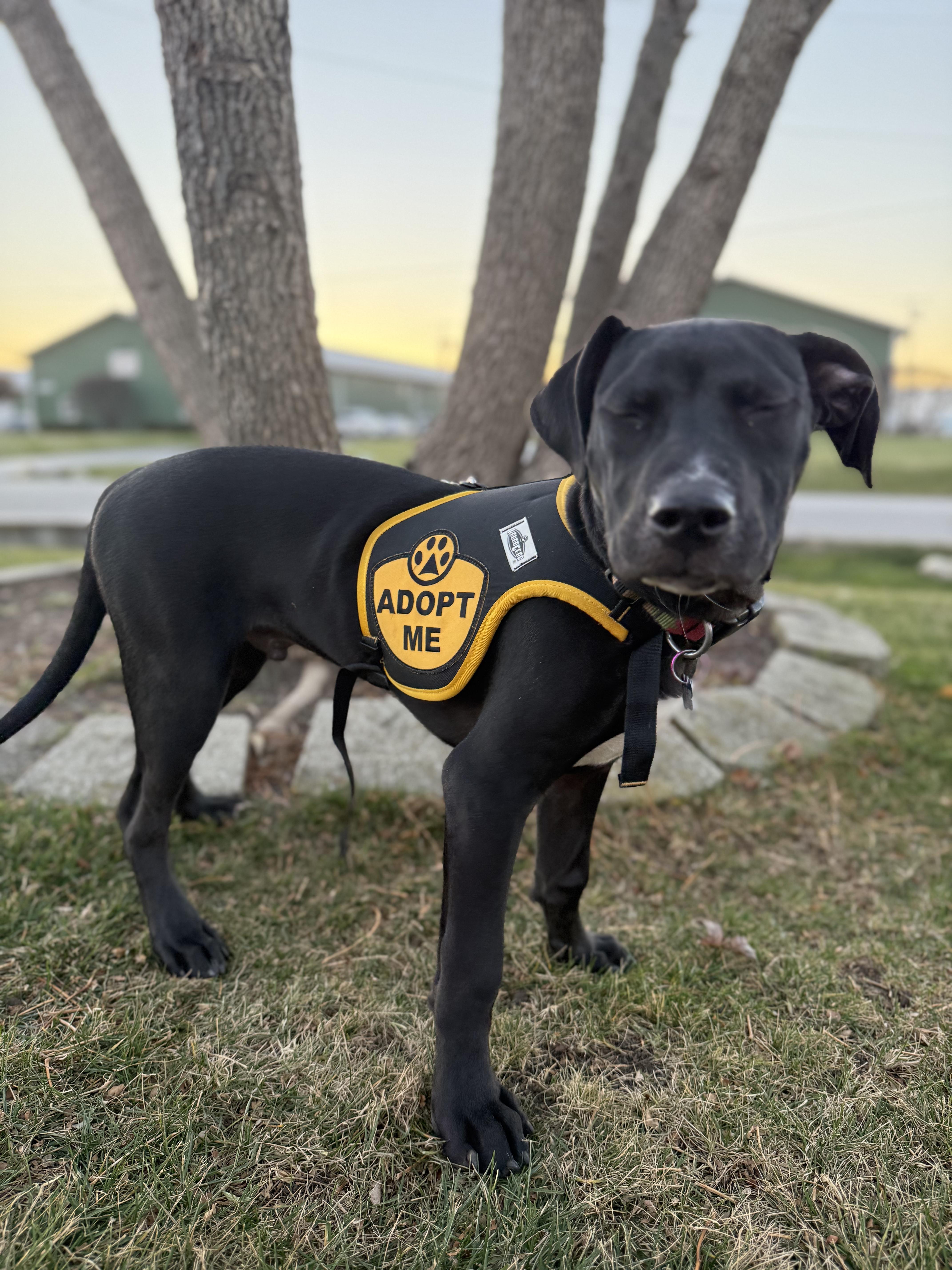 Caleb, Adoptable, Young Male Pit Bull Terrier.