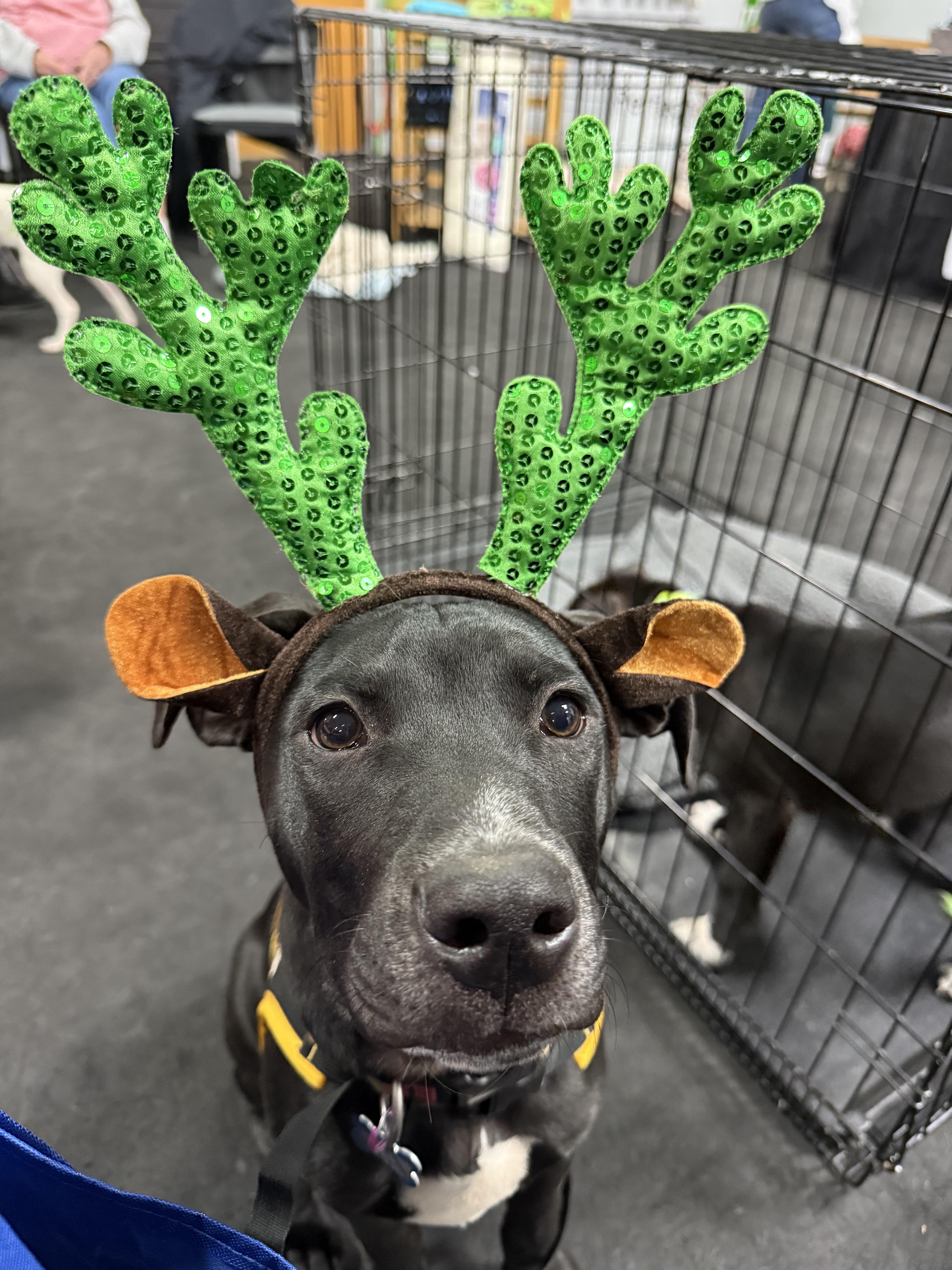 Caleb, a Adoptable mixed breed in Niles, IL image 2/5