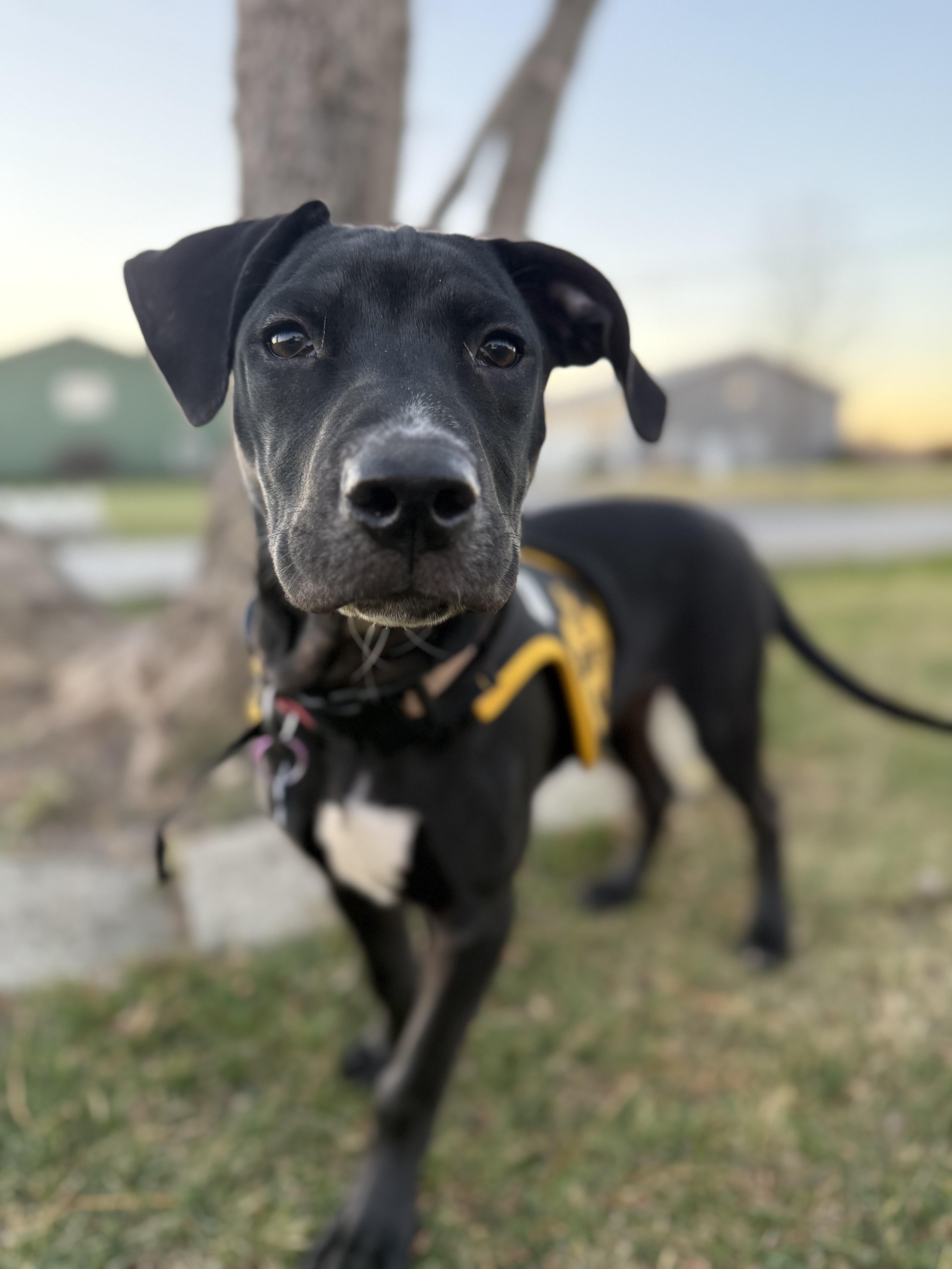 Caleb, a Adoptable mixed breed in Niles, IL image 3/5