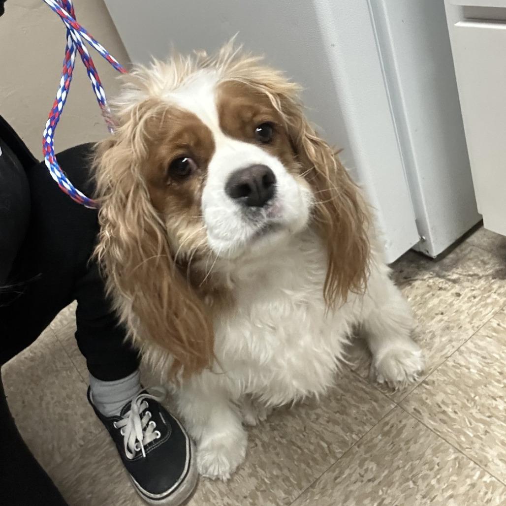 NINA, Adoptable, Adult Female Cavalier King Charles Spaniel.