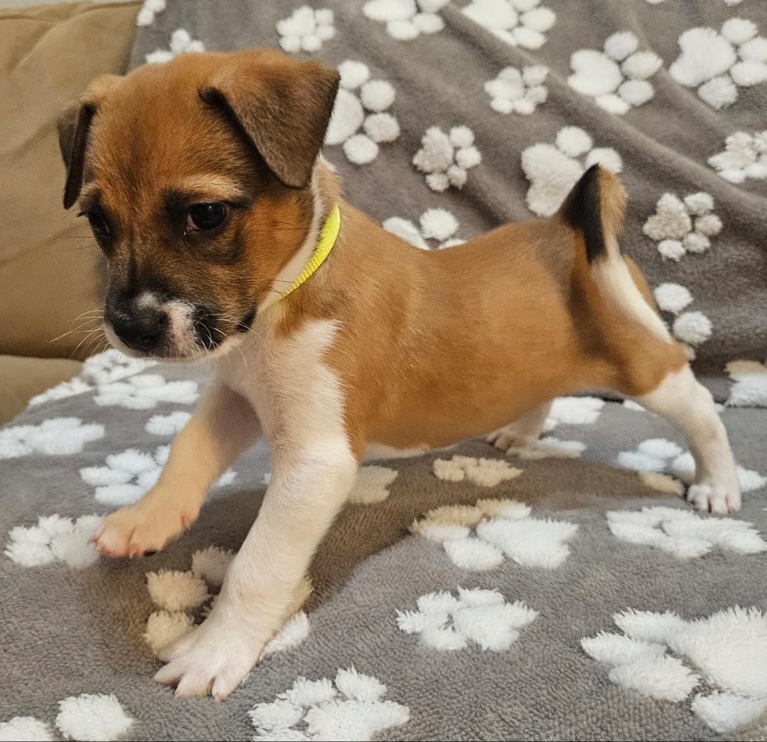 Enlarge Nova, a Adoptable mixed breed in Galt, CA image 4/5