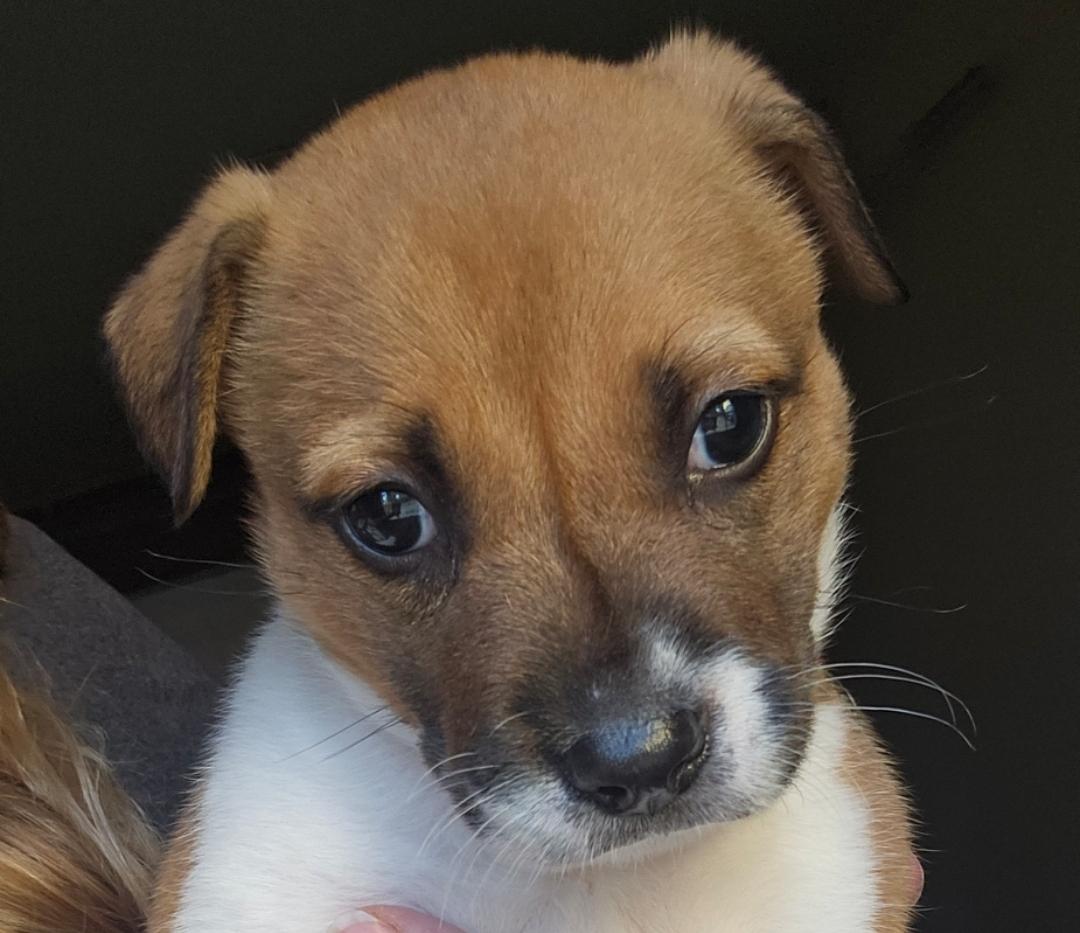 Enlarge Nova, a Adoptable mixed breed in Galt, CA image 5/5
