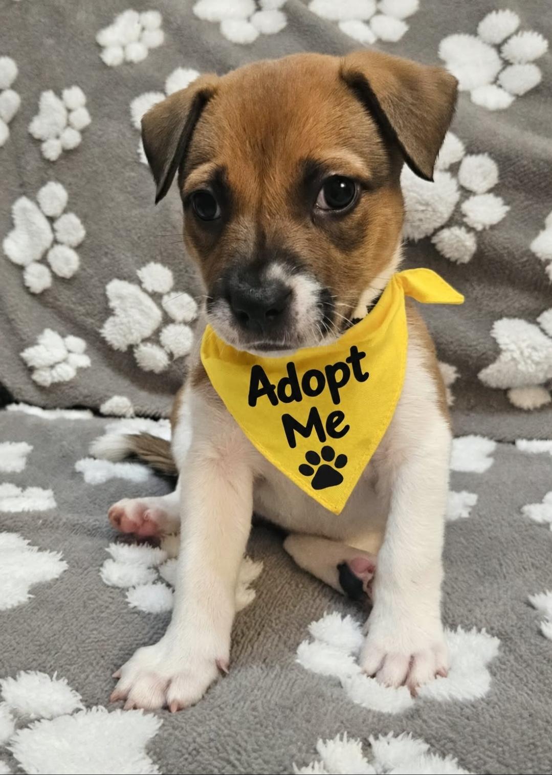 Nova, Adoptable, Puppy Female Boxer.