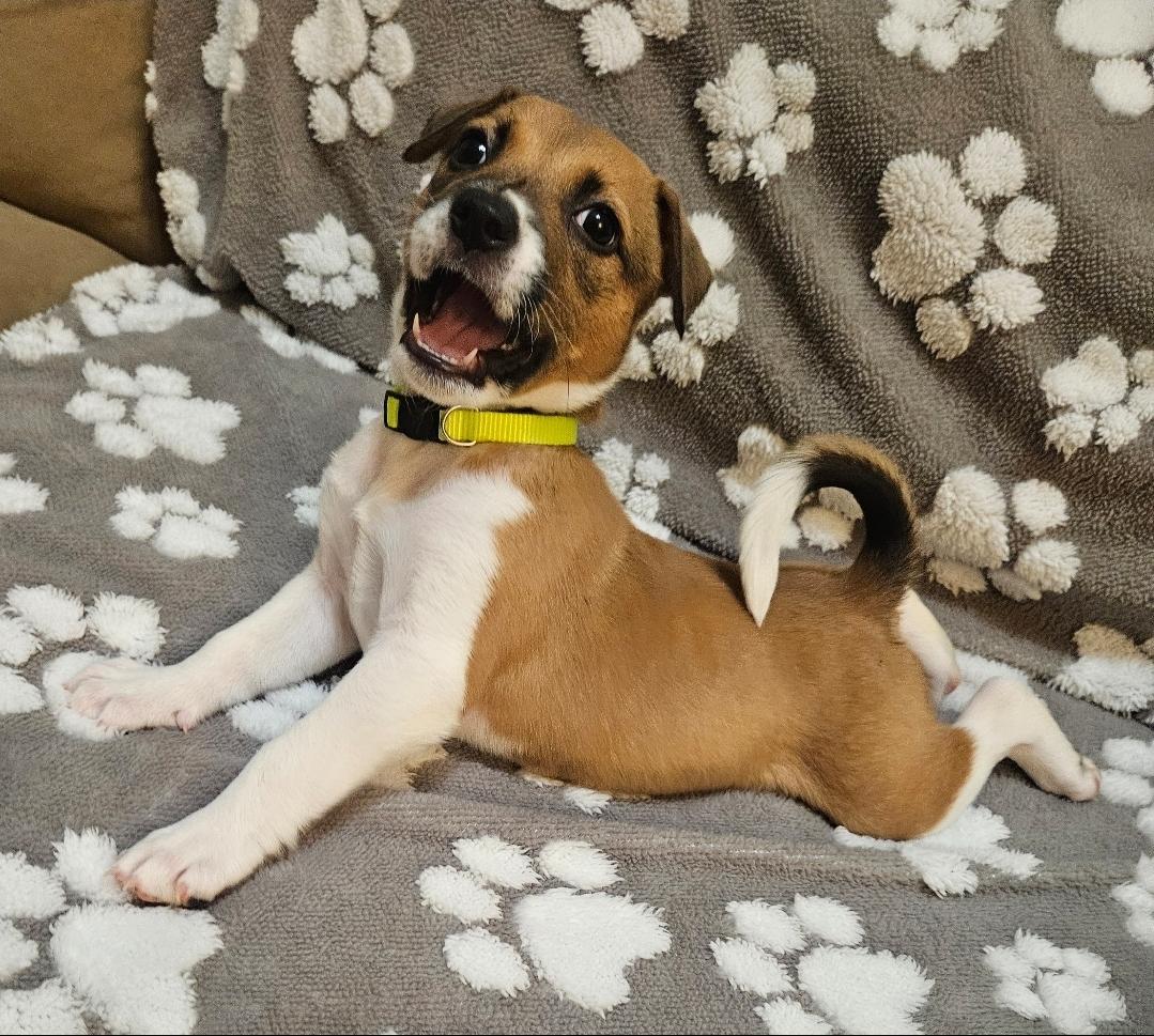 Enlarge Nova, a Adoptable mixed breed in Galt, CA image 2/5