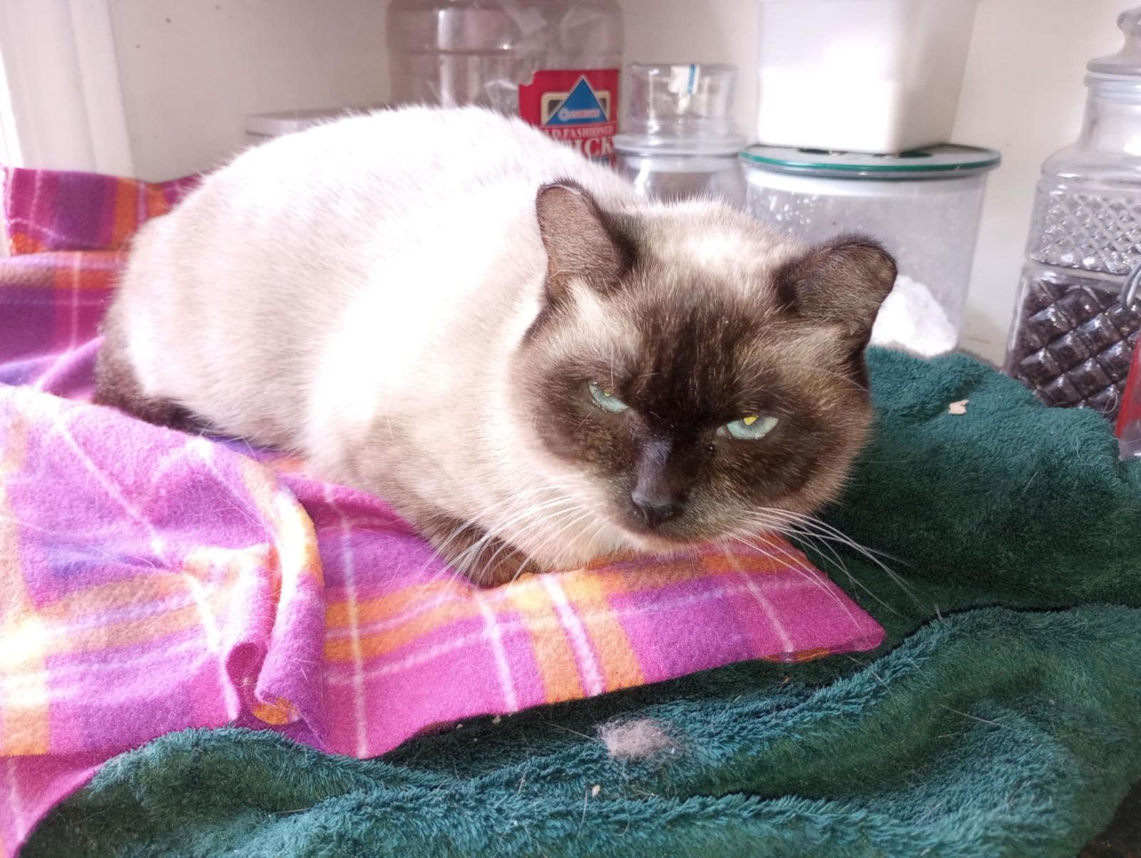 C291 Litter Twila (Mother), Adoptable, Adult Female Siamese.