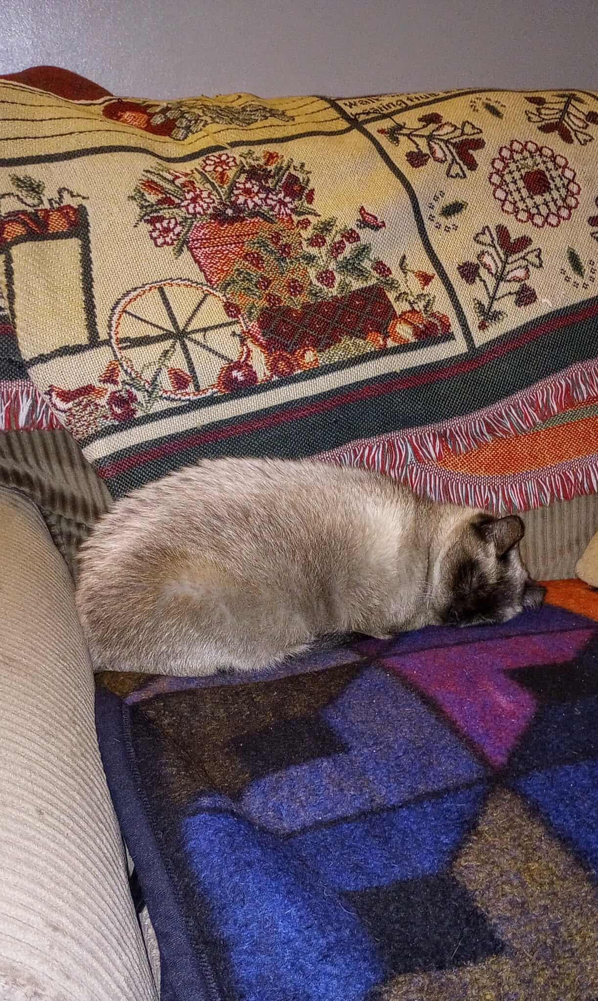 Enlarge C291 Litter Twila (Mother), a Adoptable Siamese in Livonia, MI image 3/3