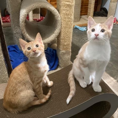 Enlarge ALANI, an adopted mixed breed in Watkinsville, GA image 2/4