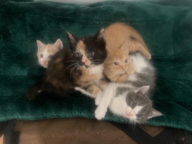 Enlarge ALANI, an adopted mixed breed in Watkinsville, GA image 4/4