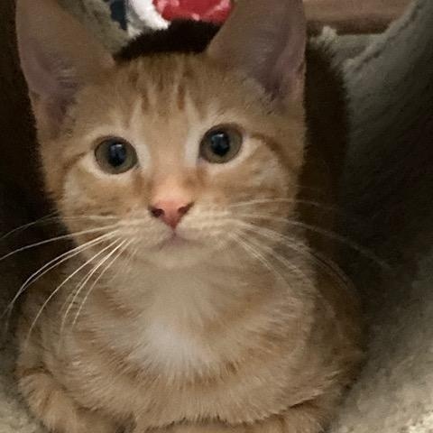 ALANI, adopted, Kitten Female Domestic Short Hair.