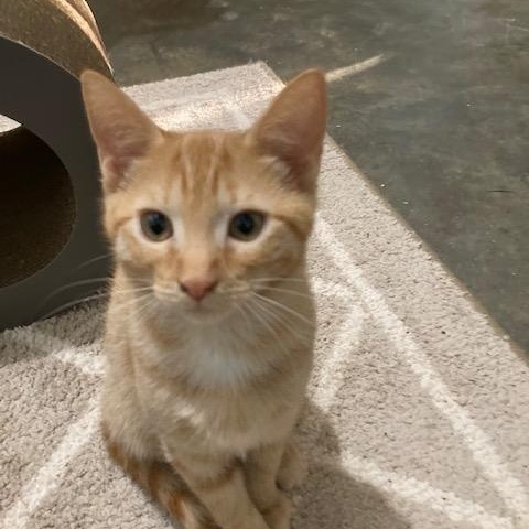 Enlarge ALANI, an adopted mixed breed in Watkinsville, GA image 3/4