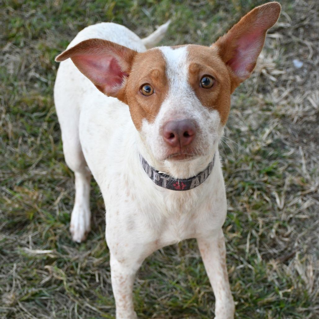 Enlarge Feta, a Adoptable Cattle Dog in Beaumont, TX image 1/1