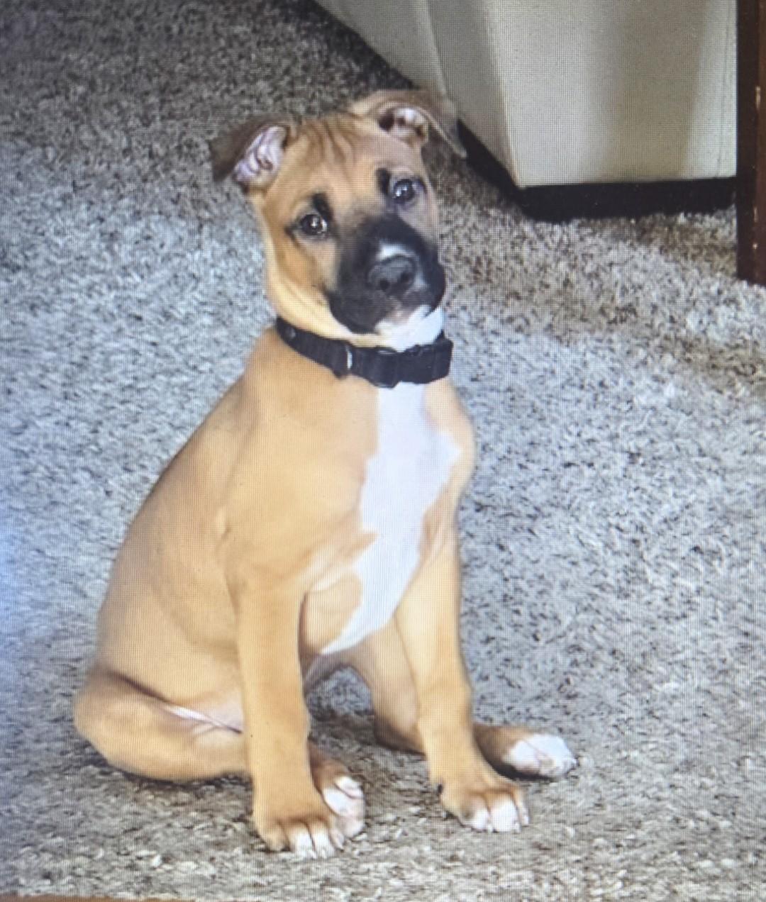 Enlarge Thomas, an adopted mixed breed in Waxhaw, NC image 1/3