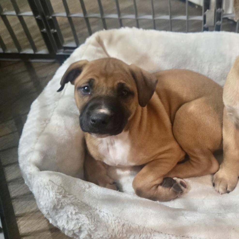 Thomas, a Adoptable mixed breed in Waxhaw, NC image 2/2