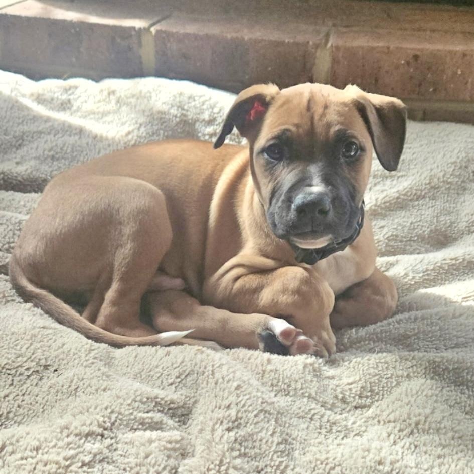 Thomas, Adoptable, Puppy Male Shepherd.