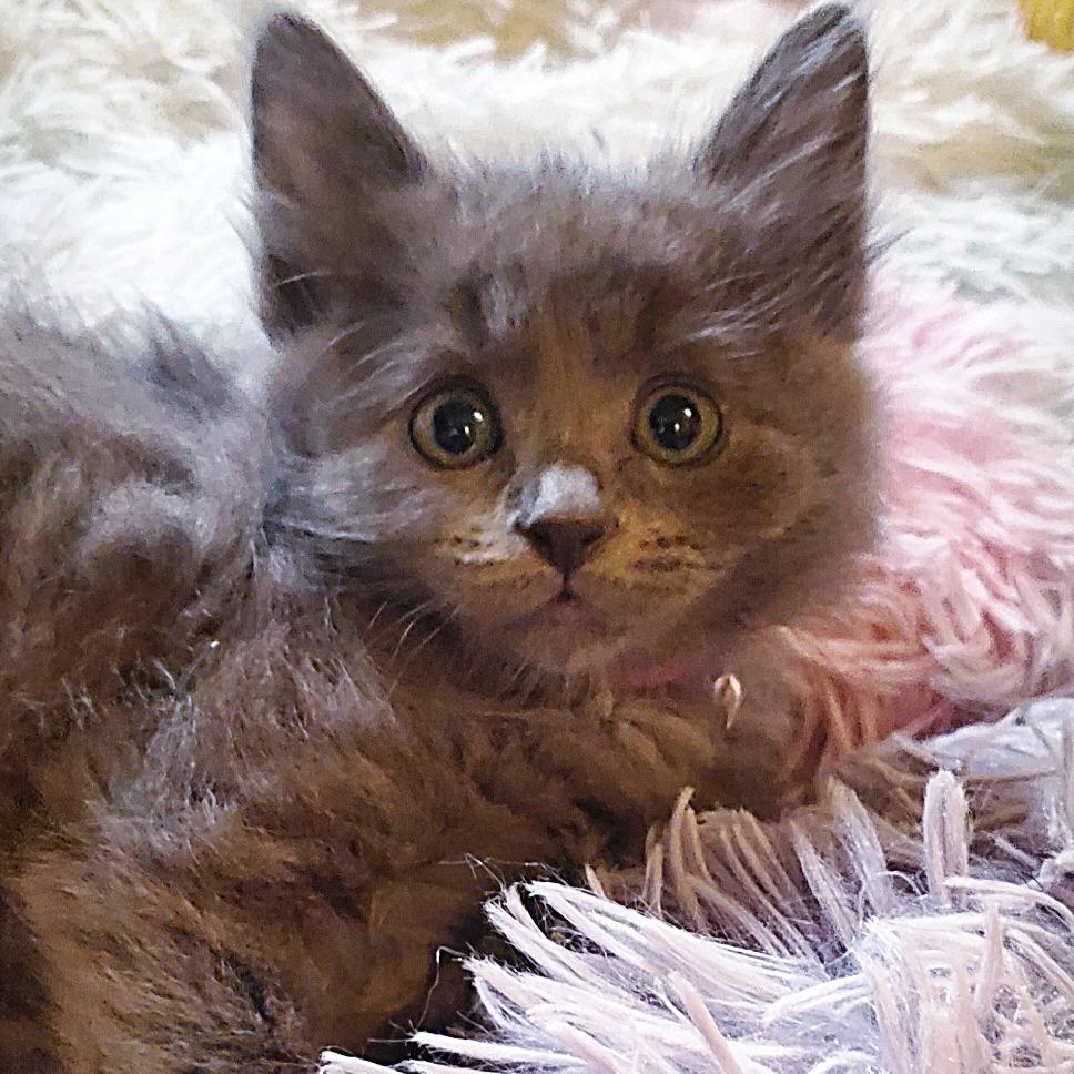 Enlarge Misty, a Adoptable Domestic Short Hair in Keizer, OR image 1/1