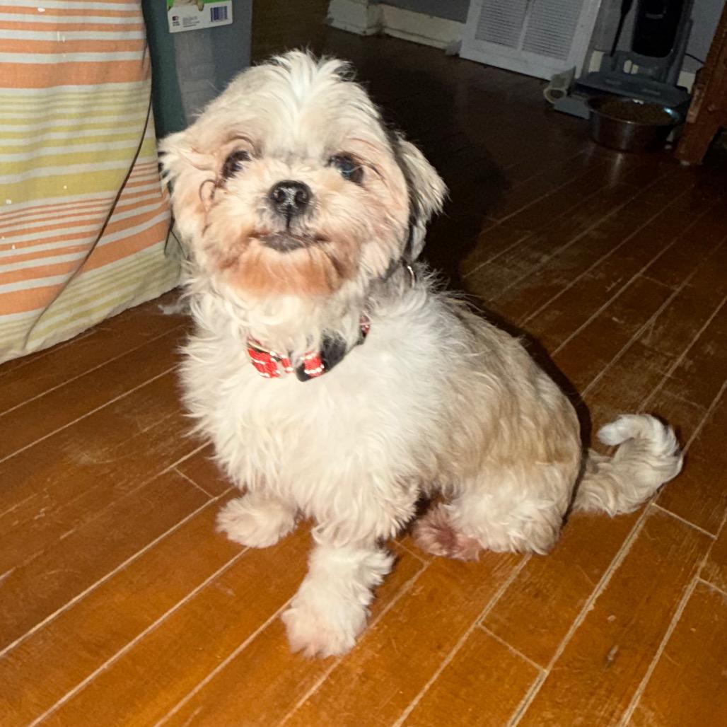 Rosemary — thumbnail 4