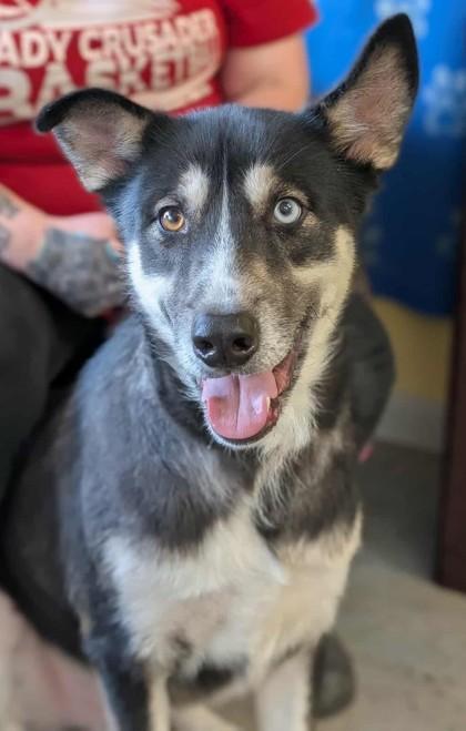 Kendrick, Adoptable, Adult Male Siberian Husky & Mixed Breed.