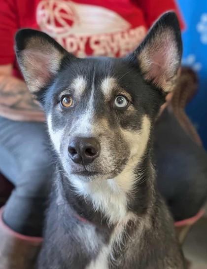 Enlarge Kendrick, a Adoptable mixed breed in La Harpe, KS image 2/3