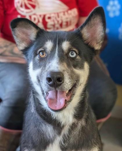 Kendrick, Adoptable, Adult Male Siberian Husky & Mixed Breed.