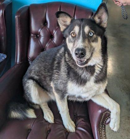 Enlarge Kendrick, a Adoptable mixed breed in La Harpe, KS image 3/3