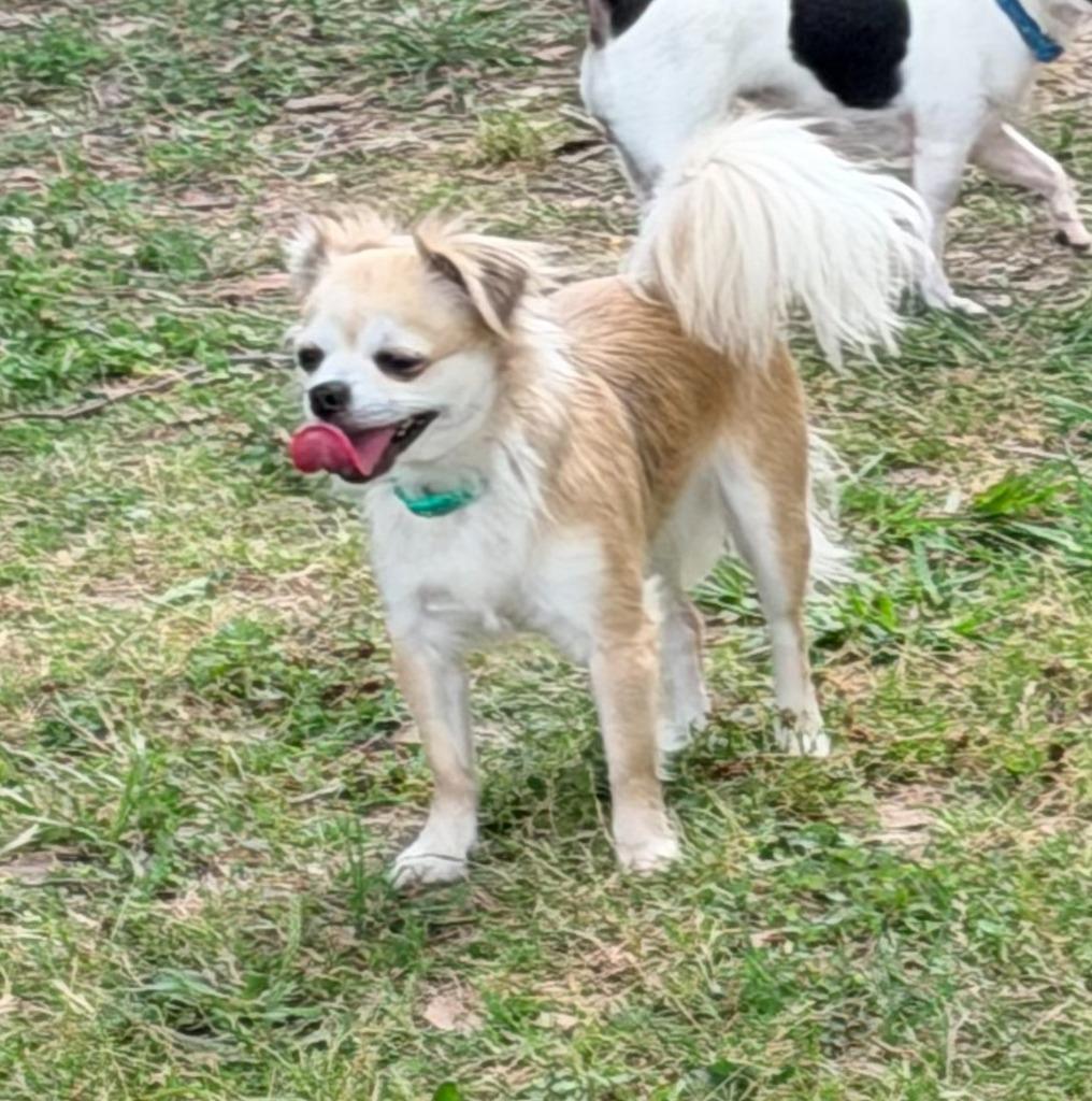 Enlarge Rose, a Adopted Chihuahua in Logan, UT image 1/1