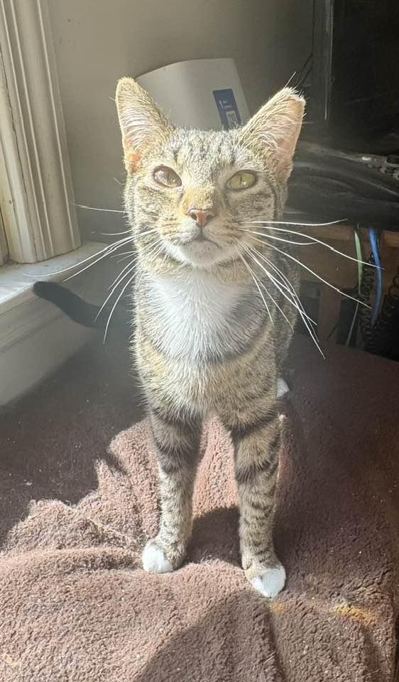 Buddy, a Adoptable Tabby in Columbia, SC image 3/5