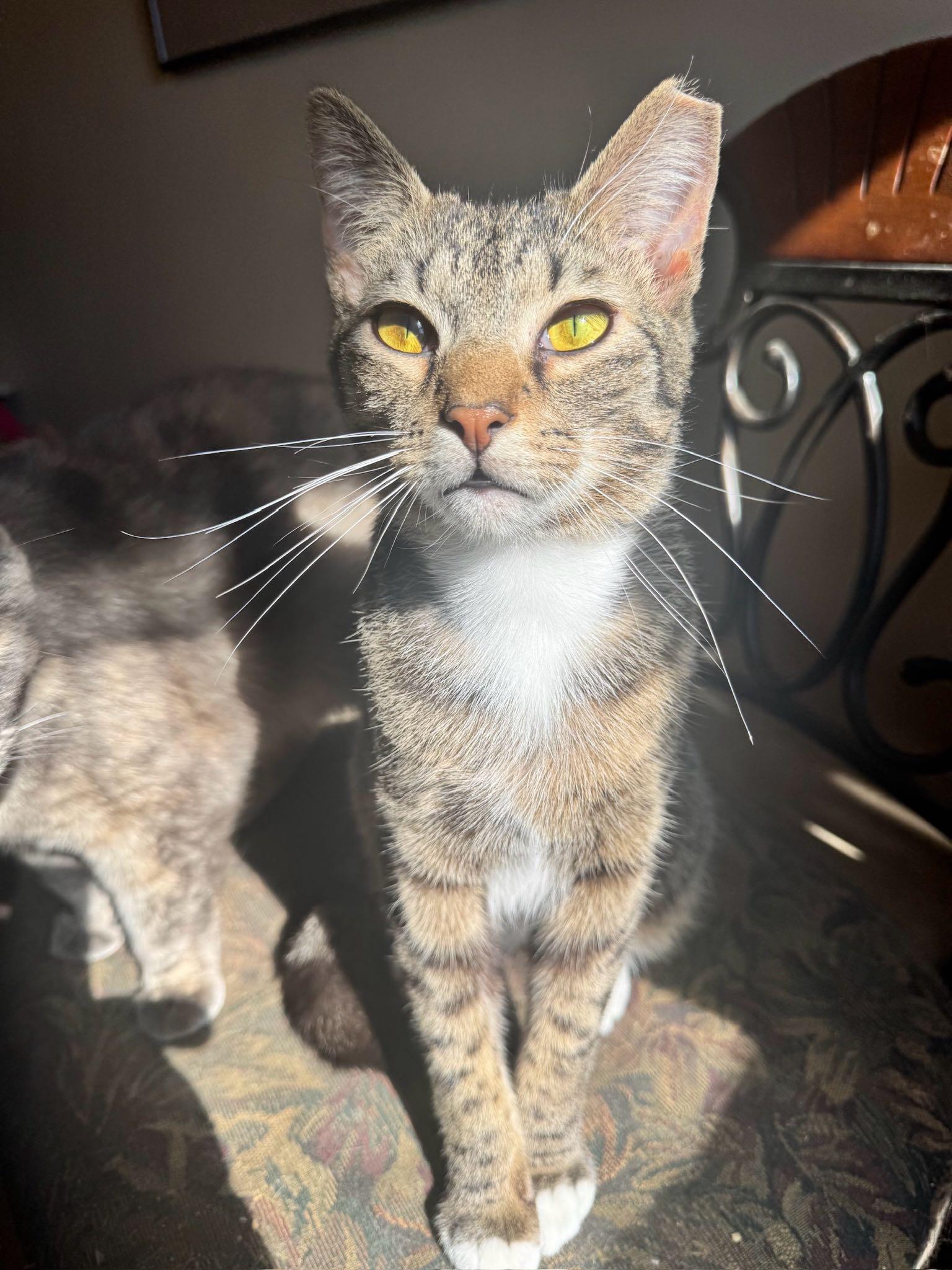 Buddy, a Adoptable Tabby in Columbia, SC image 5/5