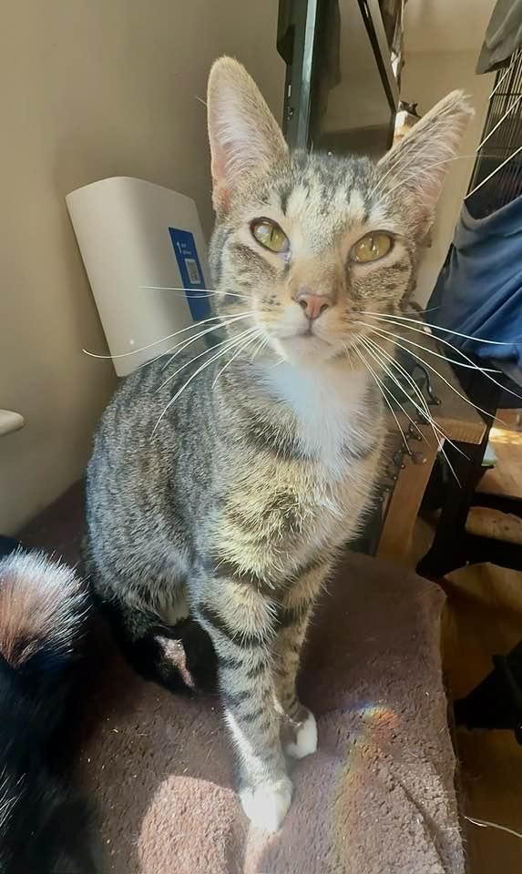 Buddy, a Adoptable Tabby in Columbia, SC image 2/5