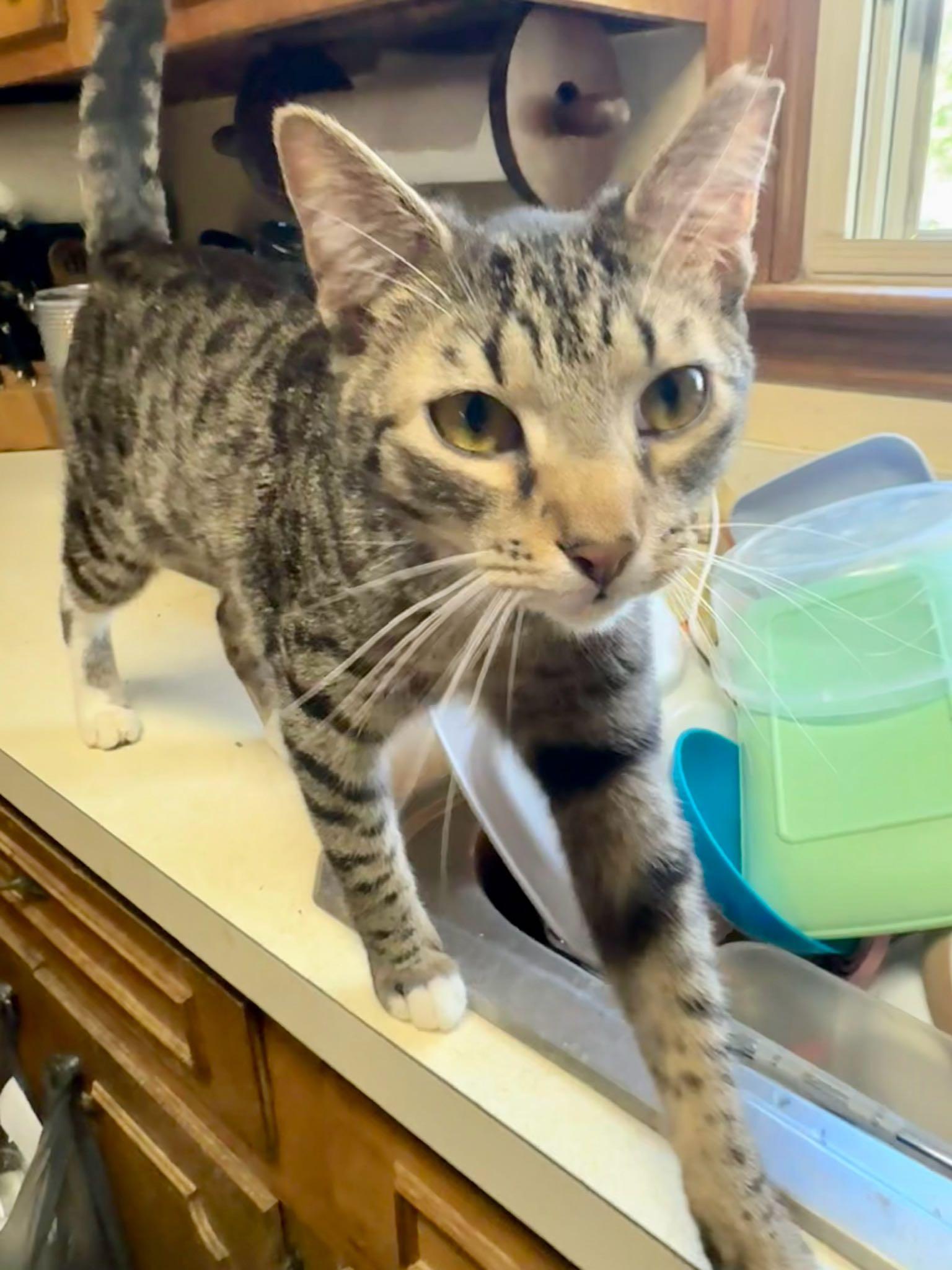 Buddy, Adoptable, Adult Male Tabby.