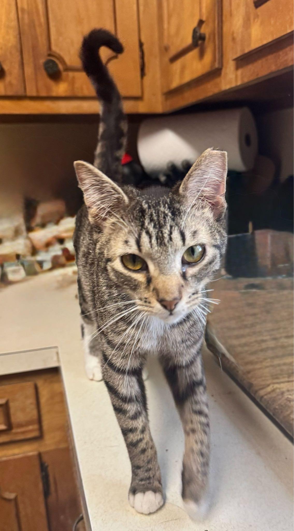 Buddy, a Adoptable Tabby in Columbia, SC image 4/5