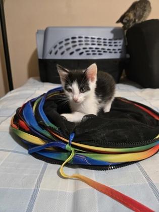 Maverick, Adoptable, Kitten Male Domestic Short Hair & Domestic Short Hair.