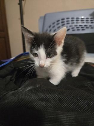 Maverick, a Adoptable mixed breed in Lawrenceville, GA image 2/3