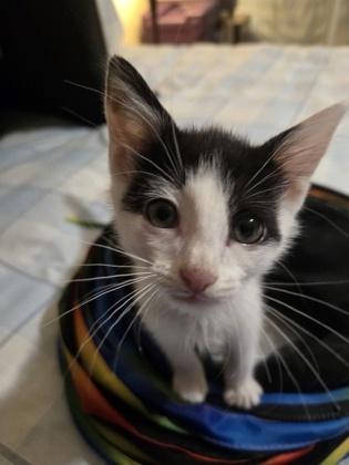Enlarge Maverick, a Adoptable mixed breed in Lawrenceville, GA image 2/3